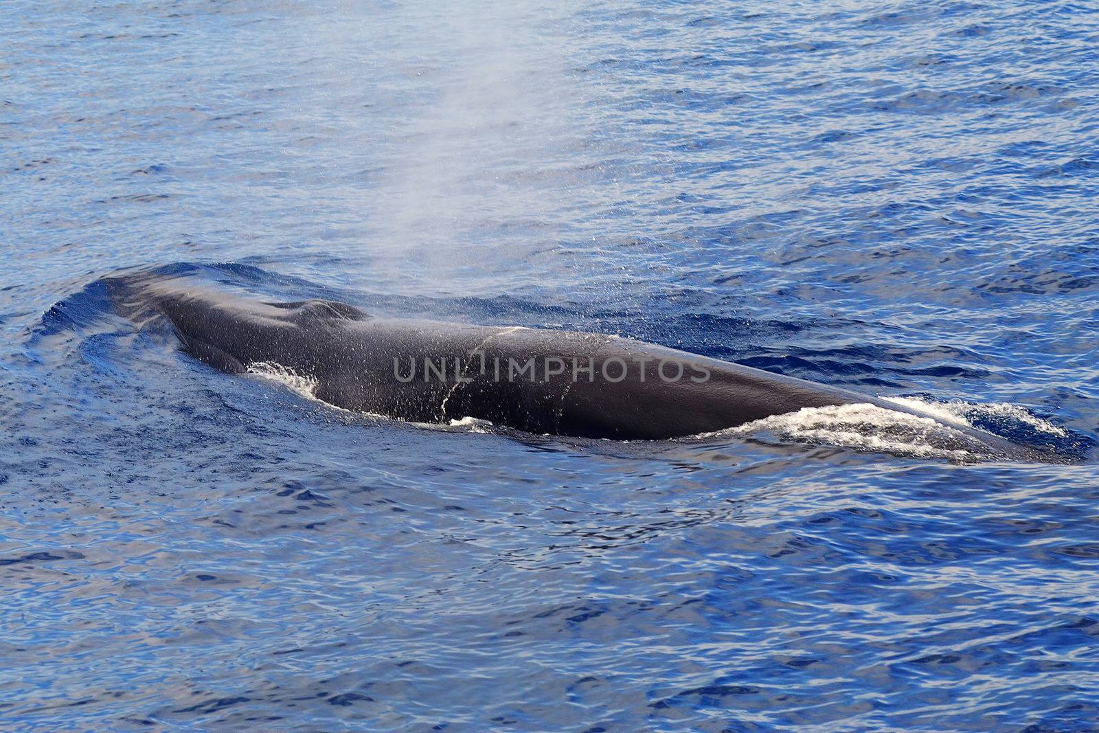 A surfacing Fin Whale ( Balaenoptera physalus) the second largest Animal on the planet after the Blue whale