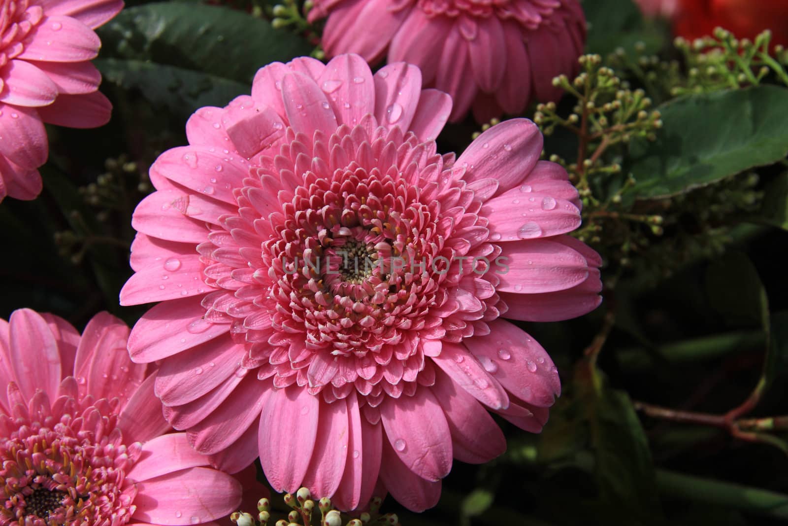 Small water drops sparkle on a wet pink gerbera after a rain shower