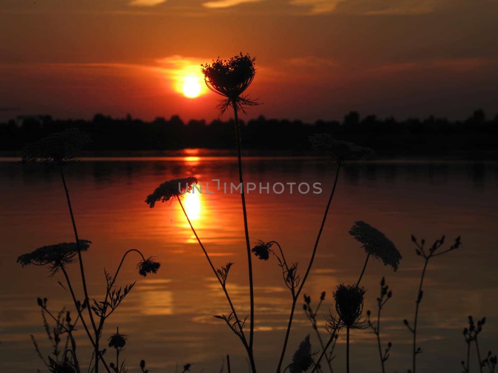 Sunset in the evening with wild carrot on a bay