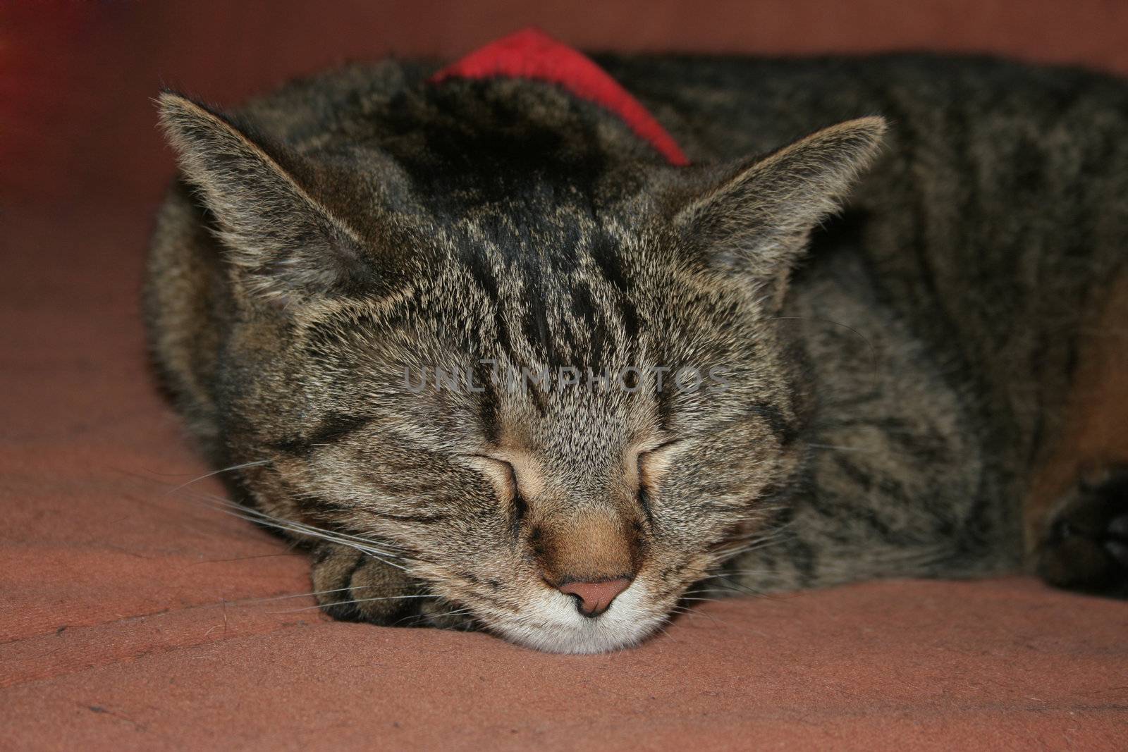 Cat portrait with closed eyes and scarf on the couch