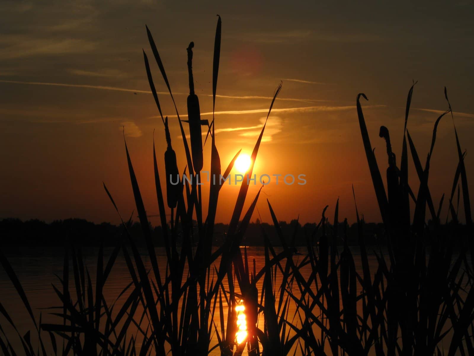 Sunset in the evening at the beach with cattail