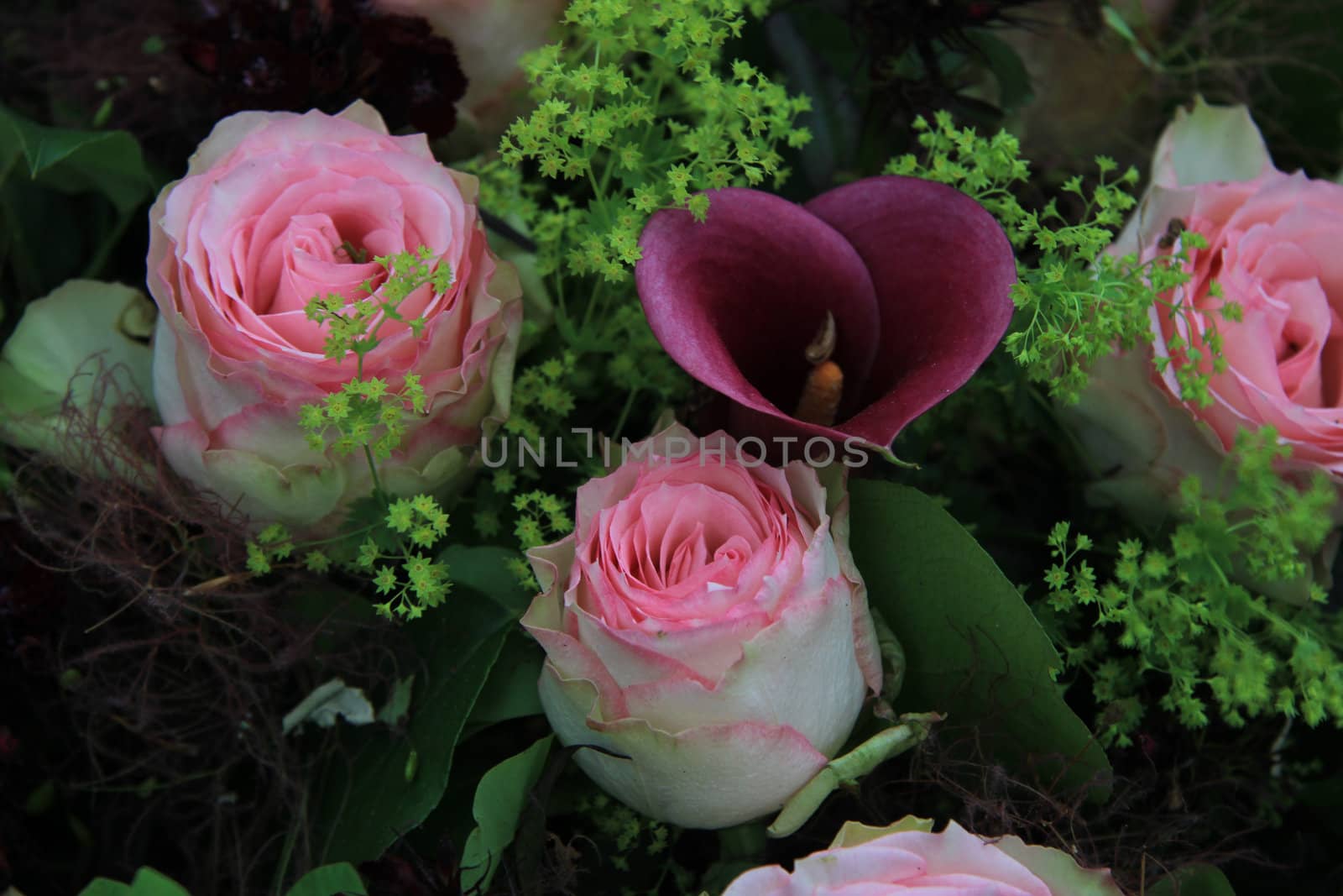 Big pink roses and deep pink purple arum in a floral arrangement