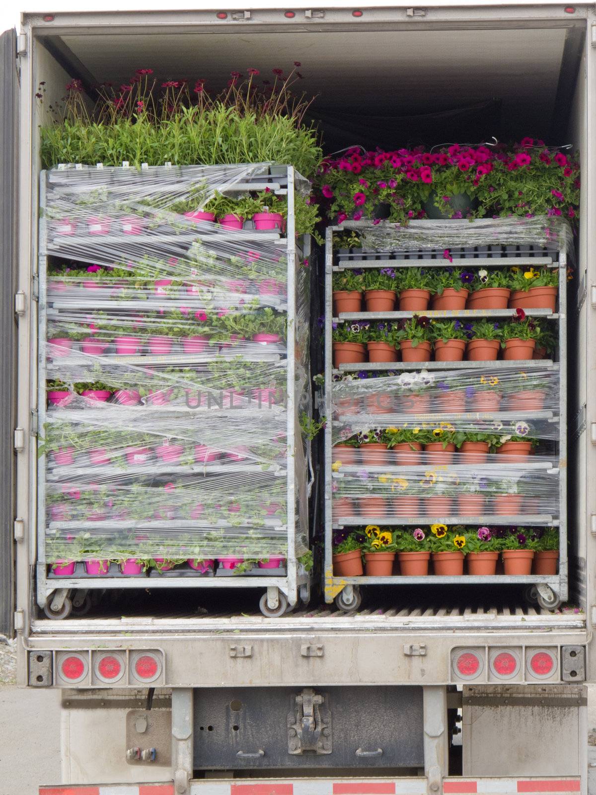 View into the back of an open delivery truck wih pallets stacked with rows of flowering pot plants being distributed to retail outlets from a nursery