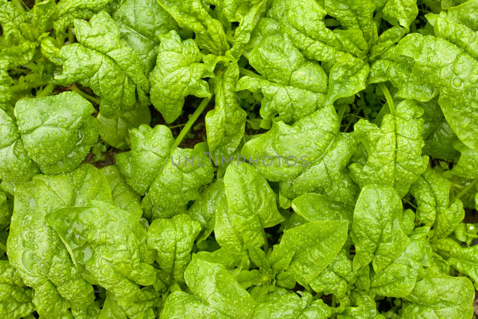 Background of large tasty crisp leaves of spinach plant vegetable growing in the field on a rainy day