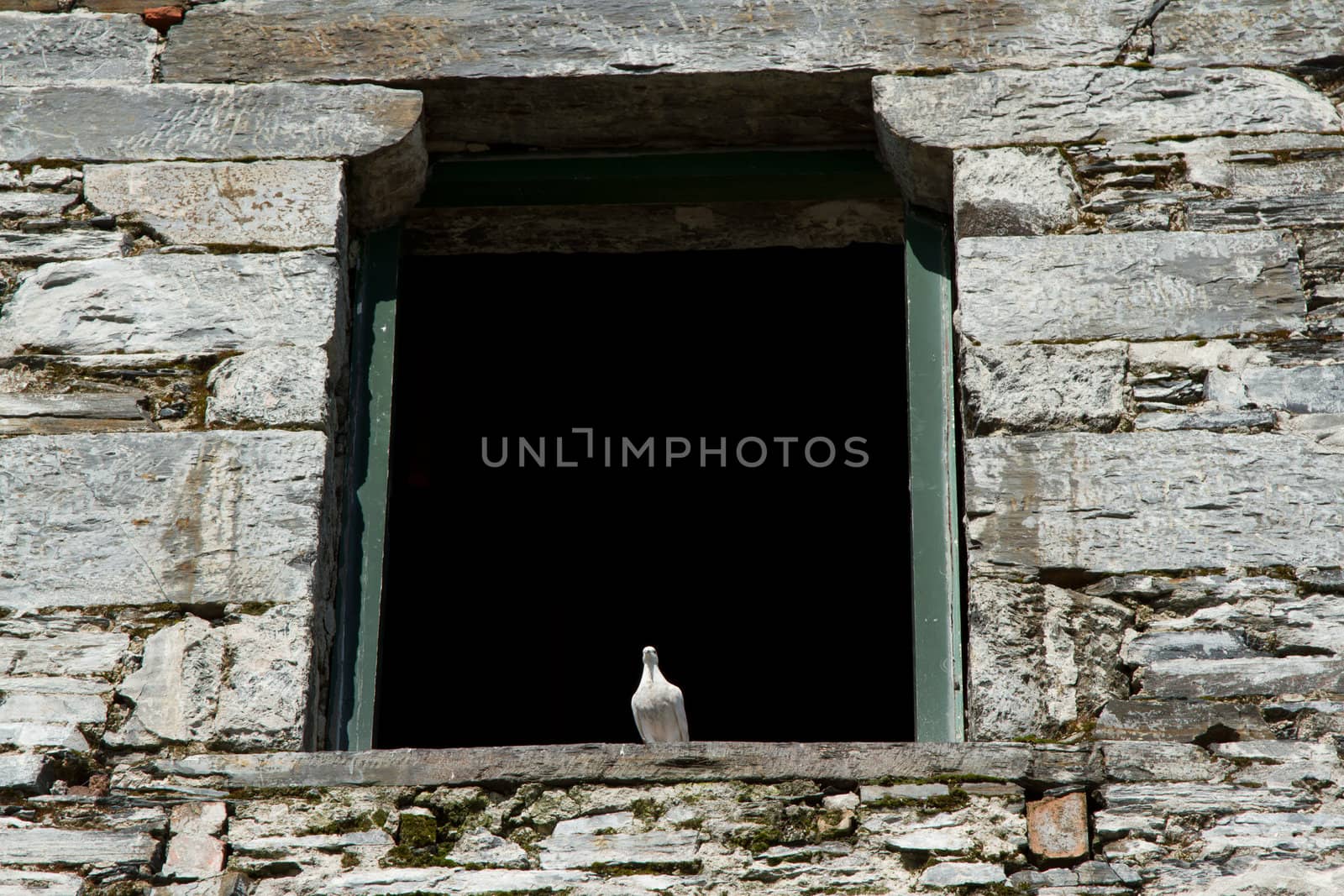 White pigeon. by richsouthwales