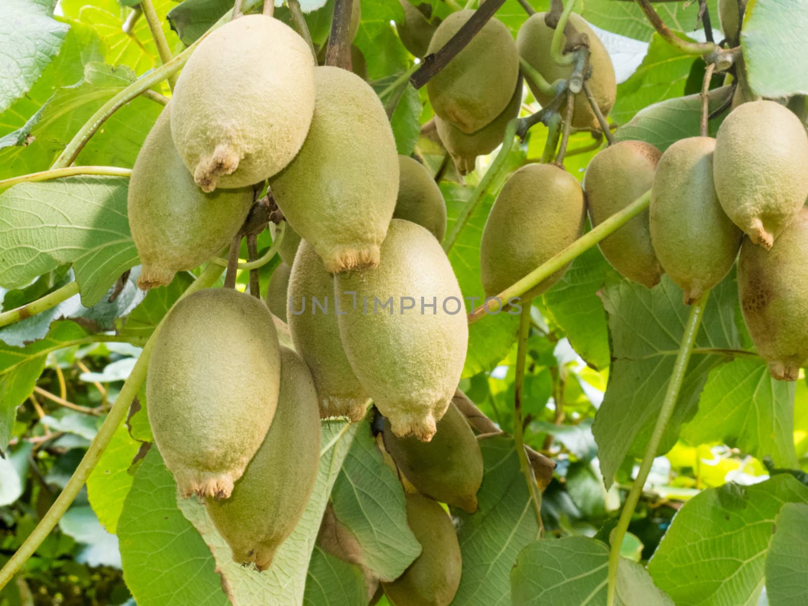 Closeup of cultivated ripe kiwifruits, Actinidia deliciosa, hanging heavily from vines ready to be harvested as an agricultural crop