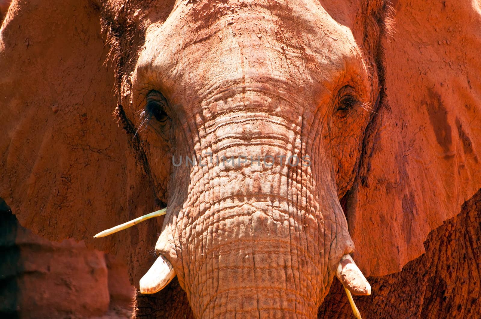 Close up of an african elephant grazing.