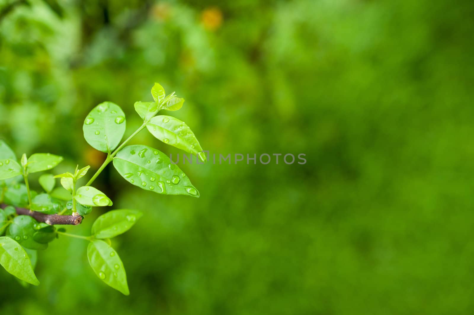 Macro of green leaf, natural fresh detail