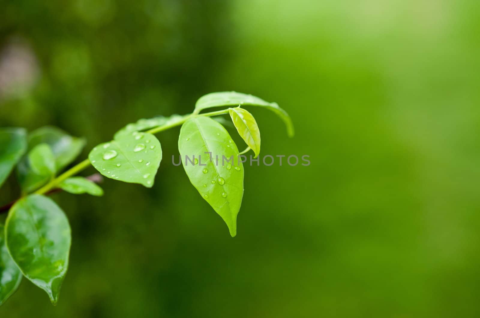 Macro of green leaf, natural fresh detail