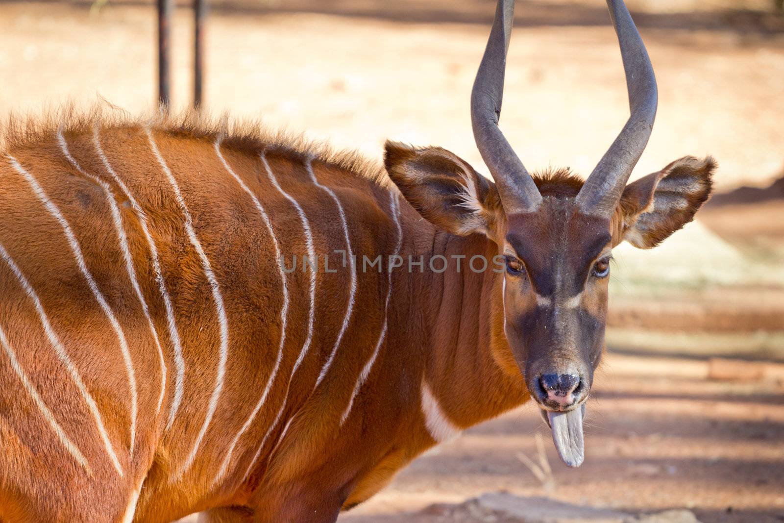 Bongo, a brown antelope with white stripes and spiral horn