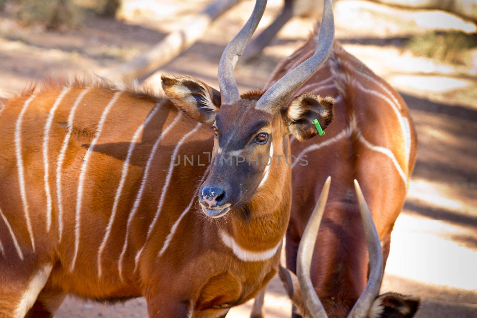 Bongo, a brown antelope with white stripes and spiral horn