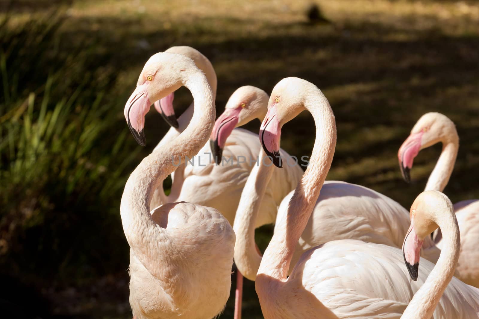 Beautiful white flamingos enjoying the warm morning sun