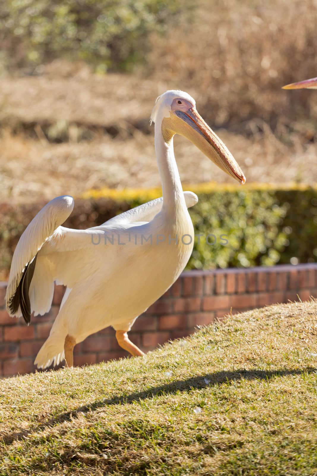 A beautiful white pelican walking up a small hill