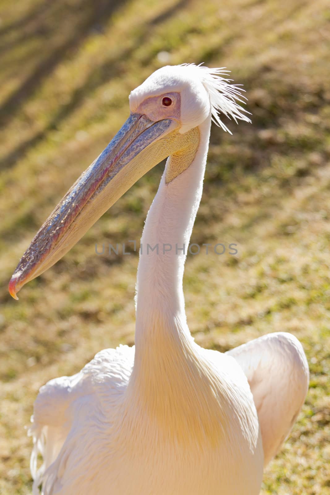 Portrait of a beautiful white pelican