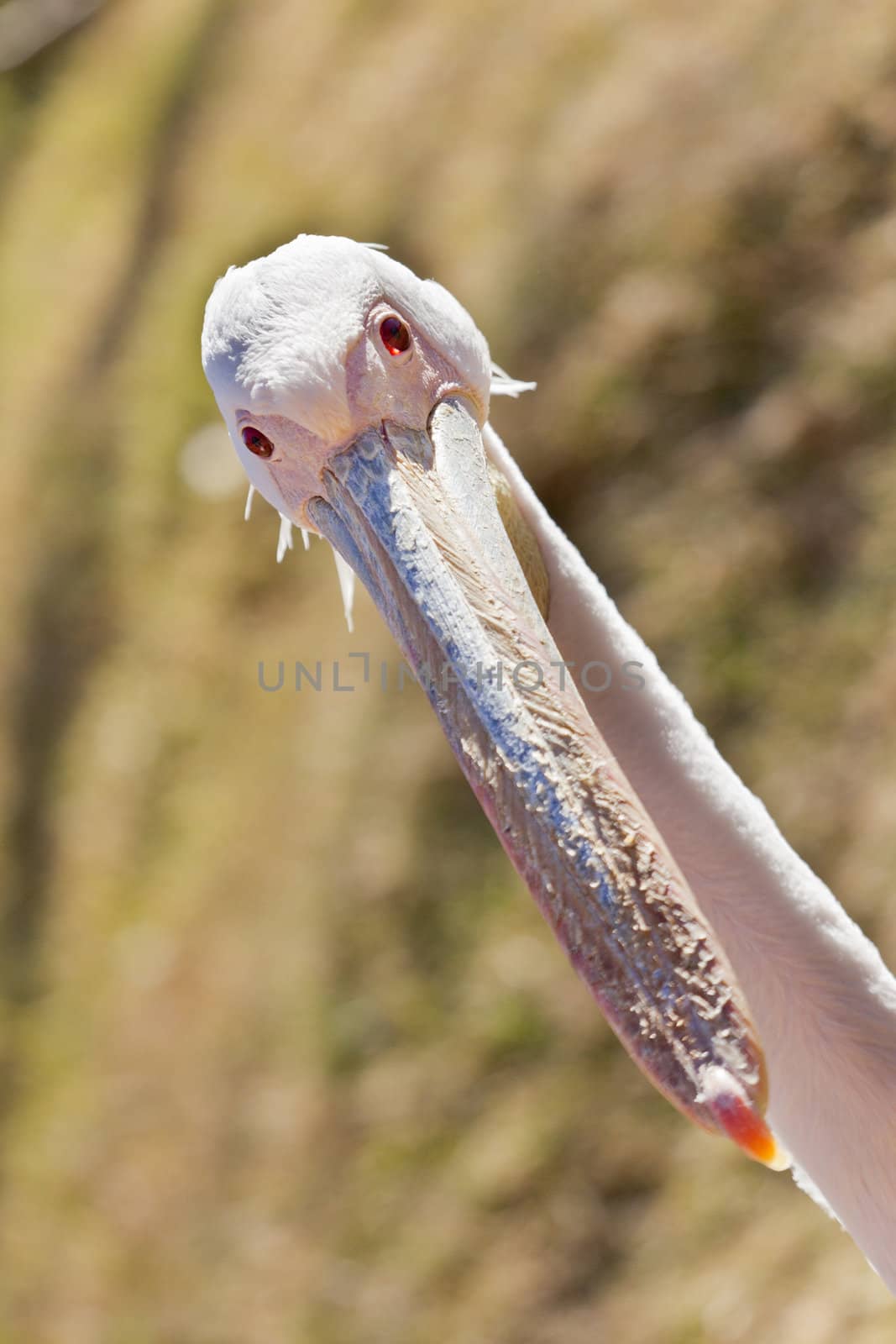 A white pelican with a long beak sticking its head up