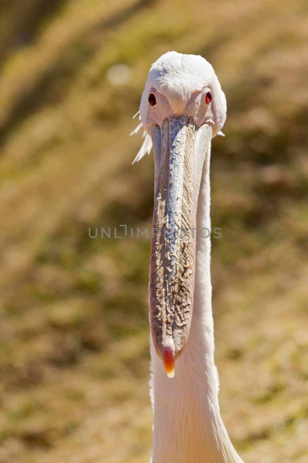 White Pelican by derejeb