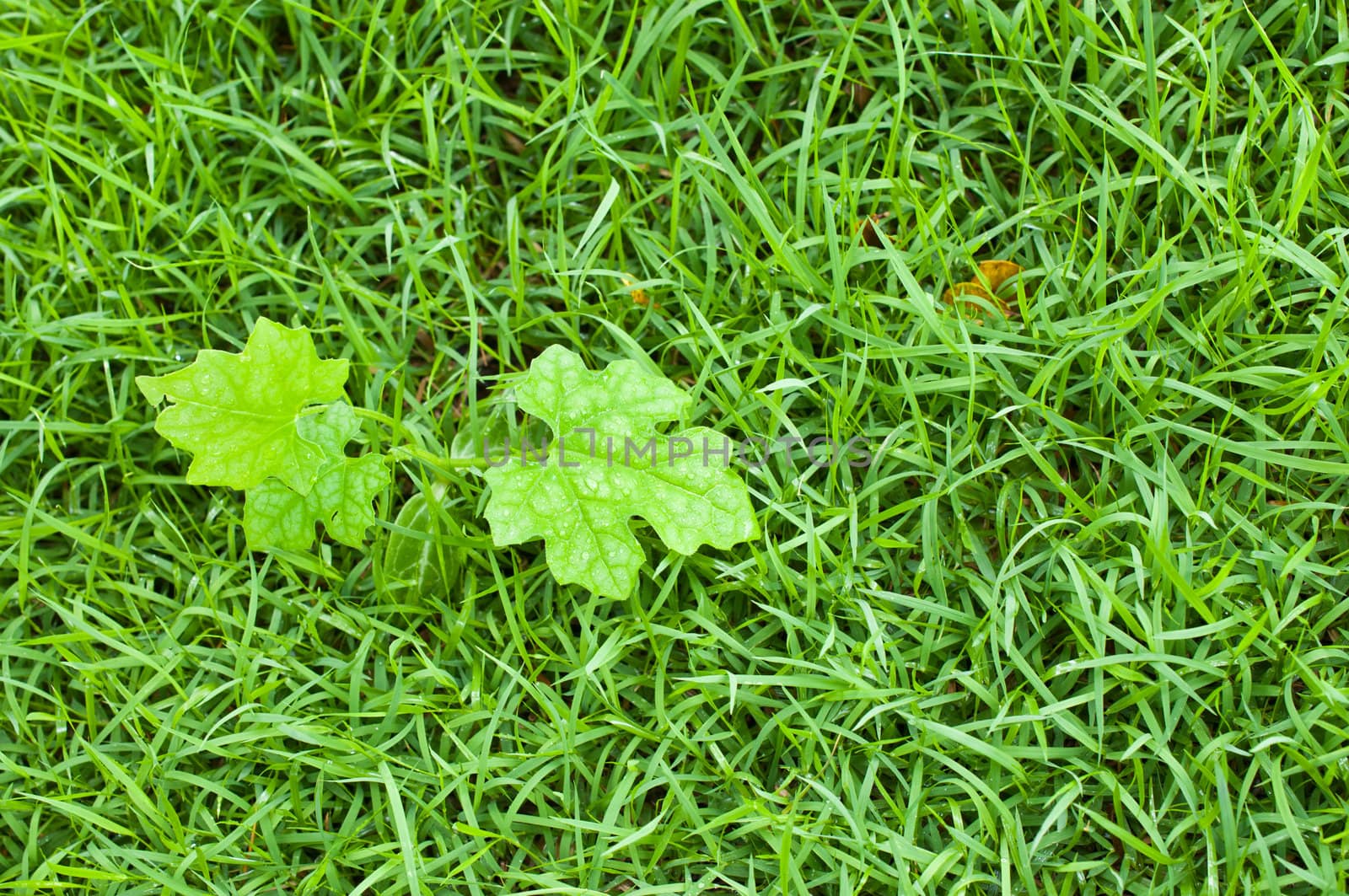 Macro of green leaf, natural fresh