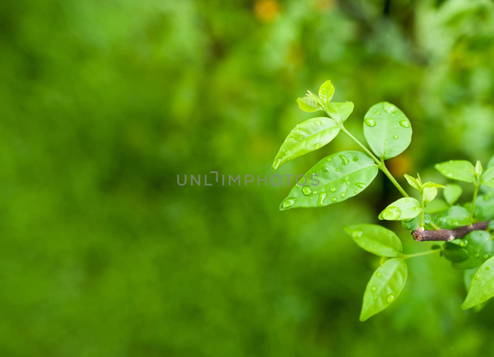 Macro of green leaf, natural fresh detail