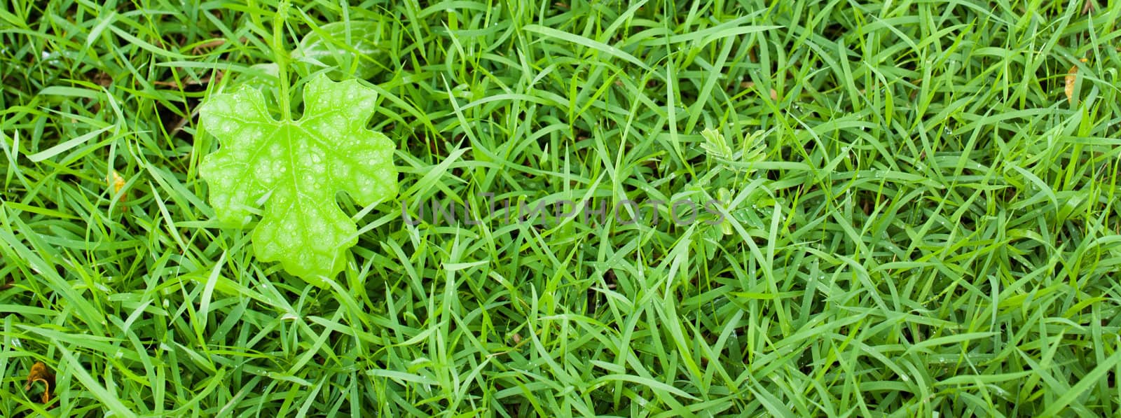 Macro of green leaf, natural fresh  by sayhmog