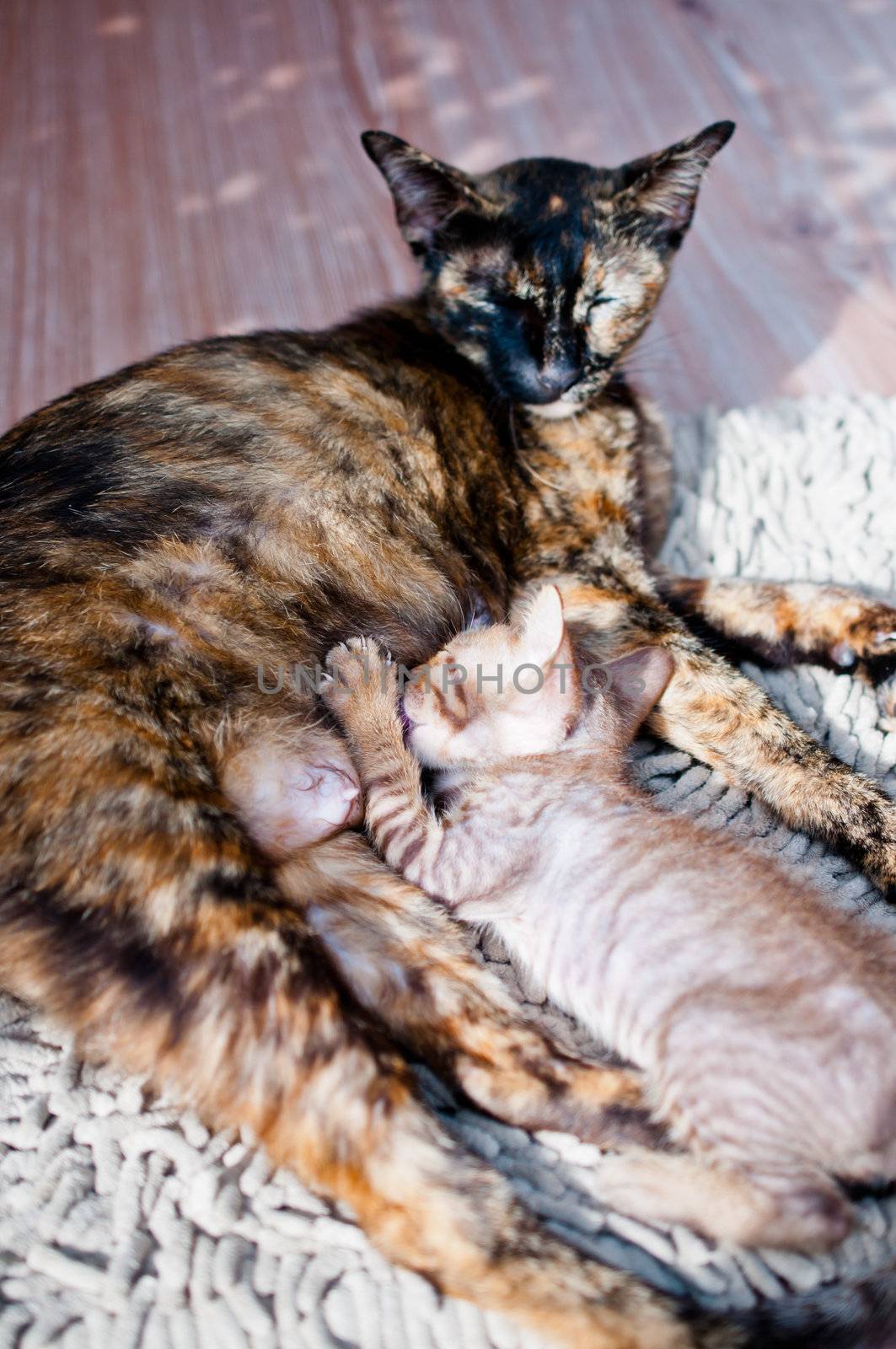 Mother cat feeding kittens