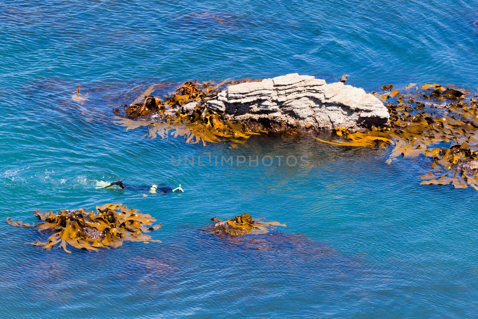 Lone snorkeller or diver in the ocean swimming on the surface looking down between offshore rocks with bull kelp aquatic plants