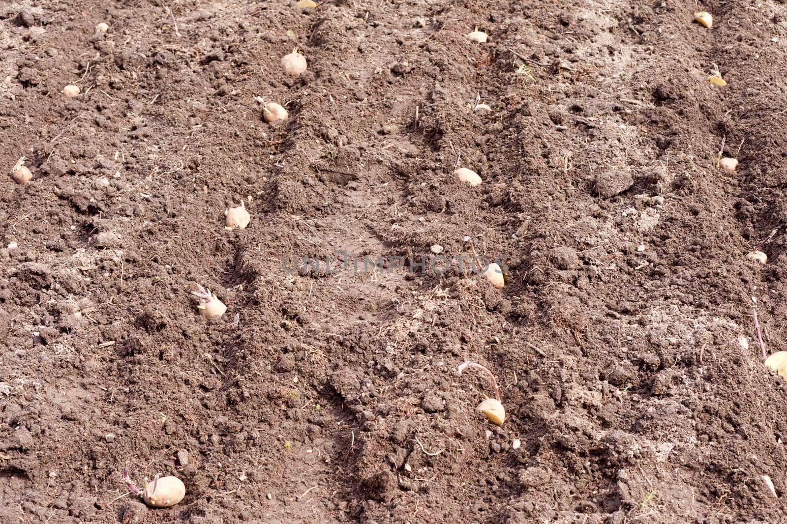 Rows of sprouting seed potatoes laid out to be burried in hobby vegetable garden