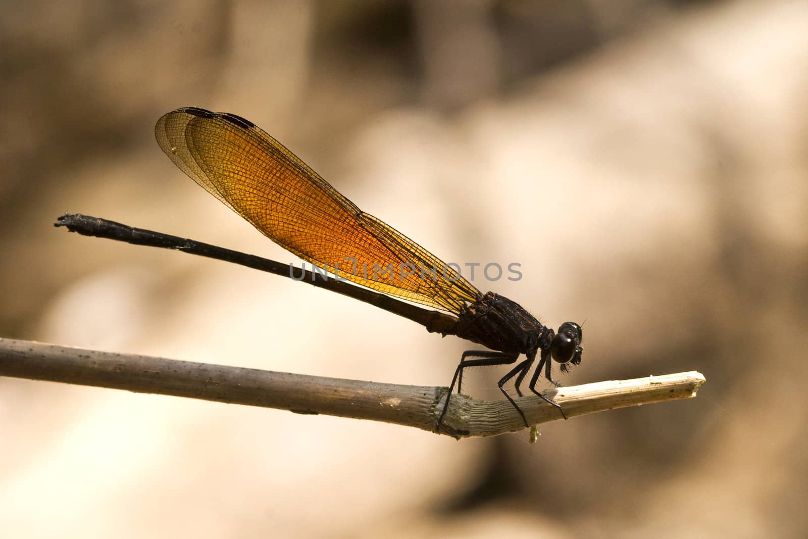 A Dragonfly on a Twig