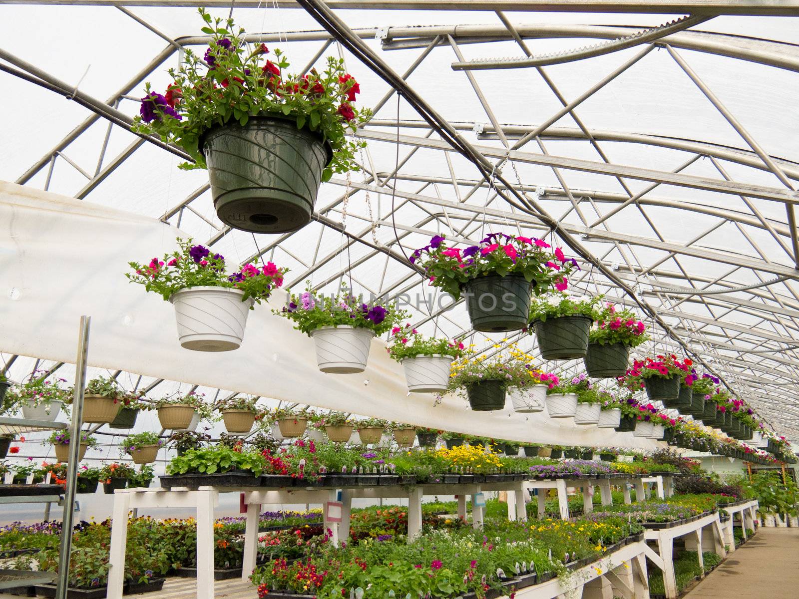 Cultivated ornamental flowers growing in a commercial plactic foil covered horticulture greenhouse for warmth and protection from the weather