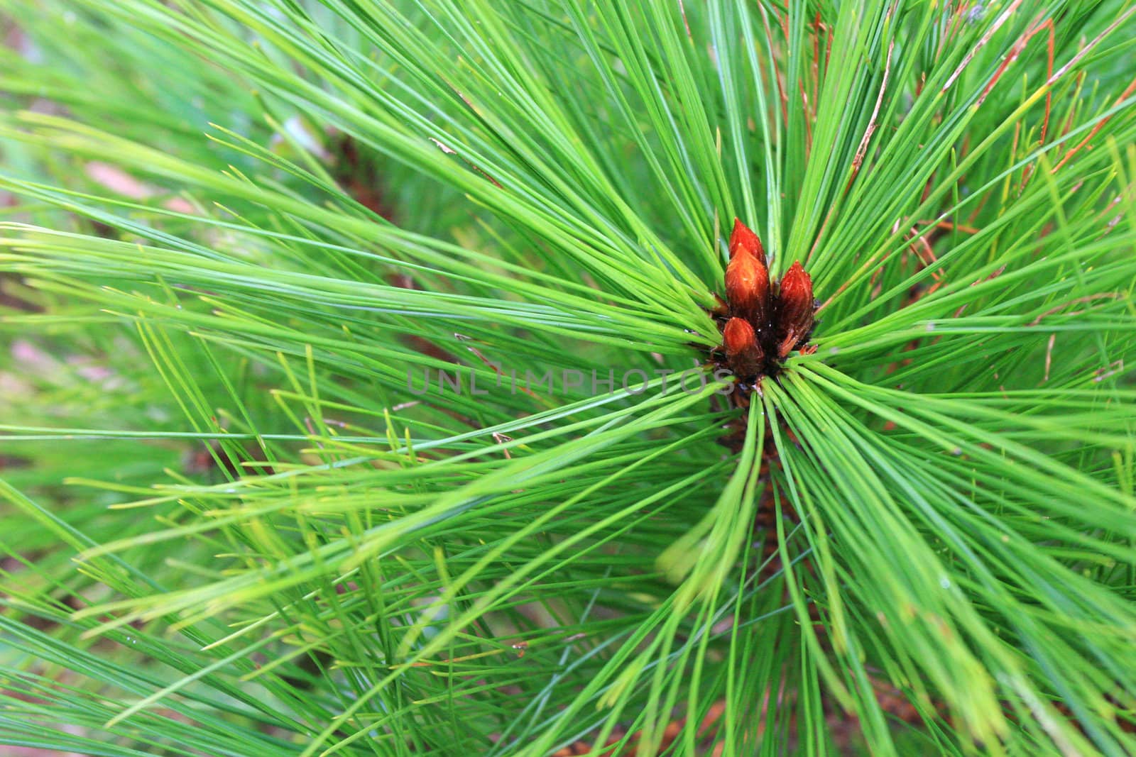 Pine