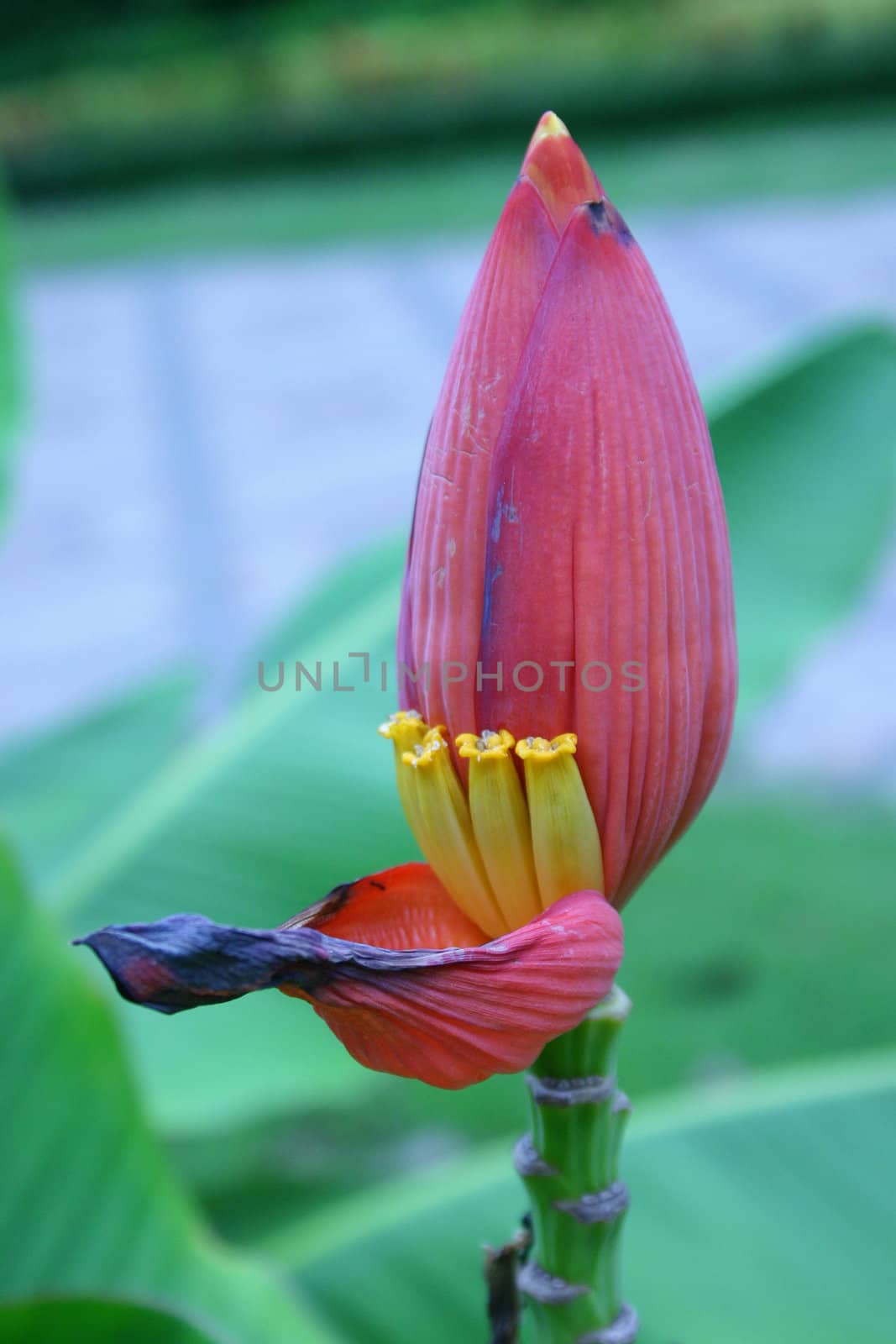 Banana Flower