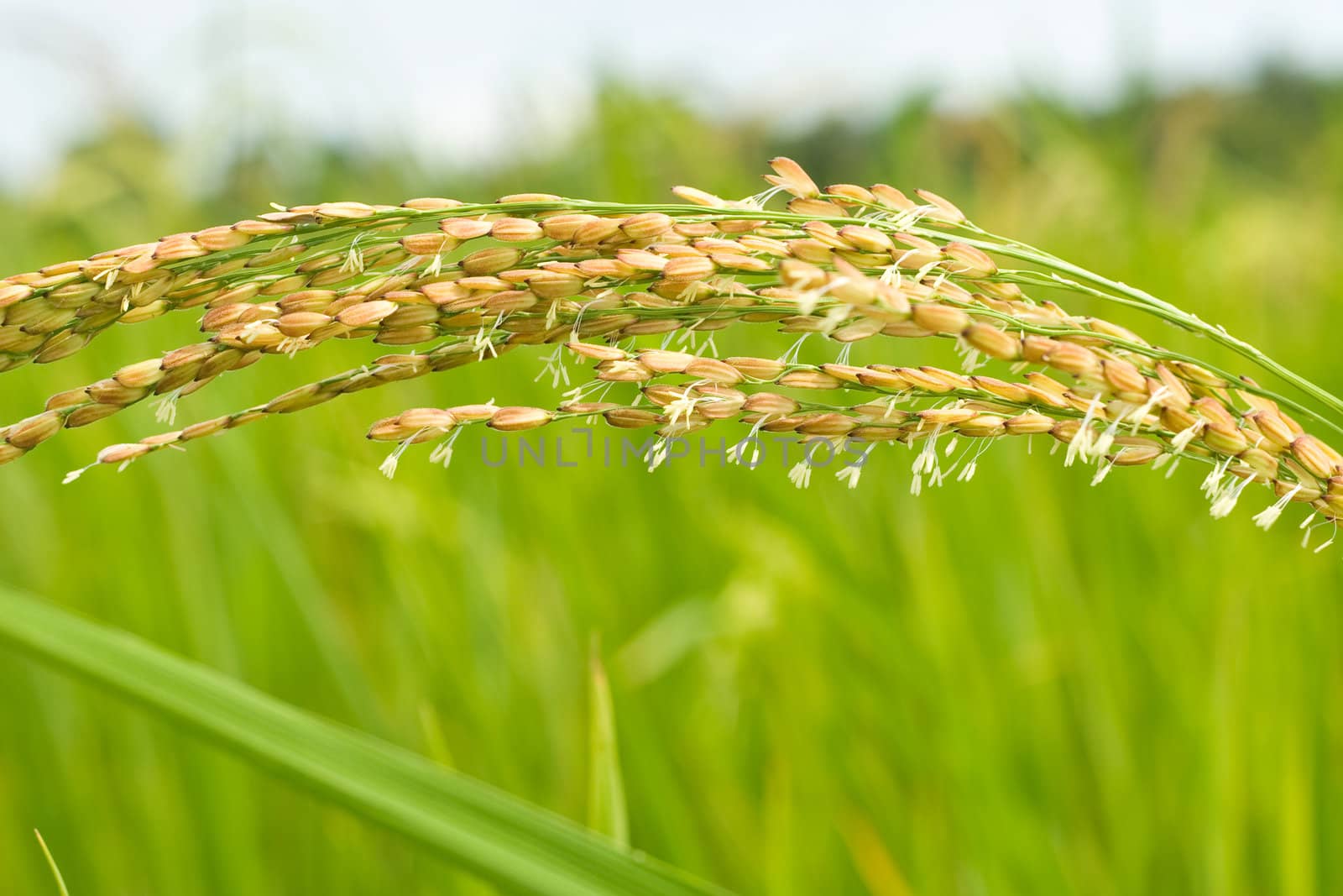 Close-up of Rice