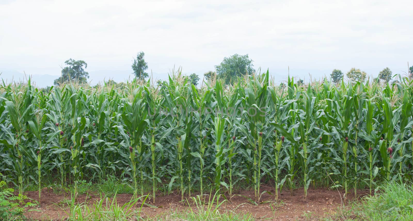 pop corn plant by thanatip