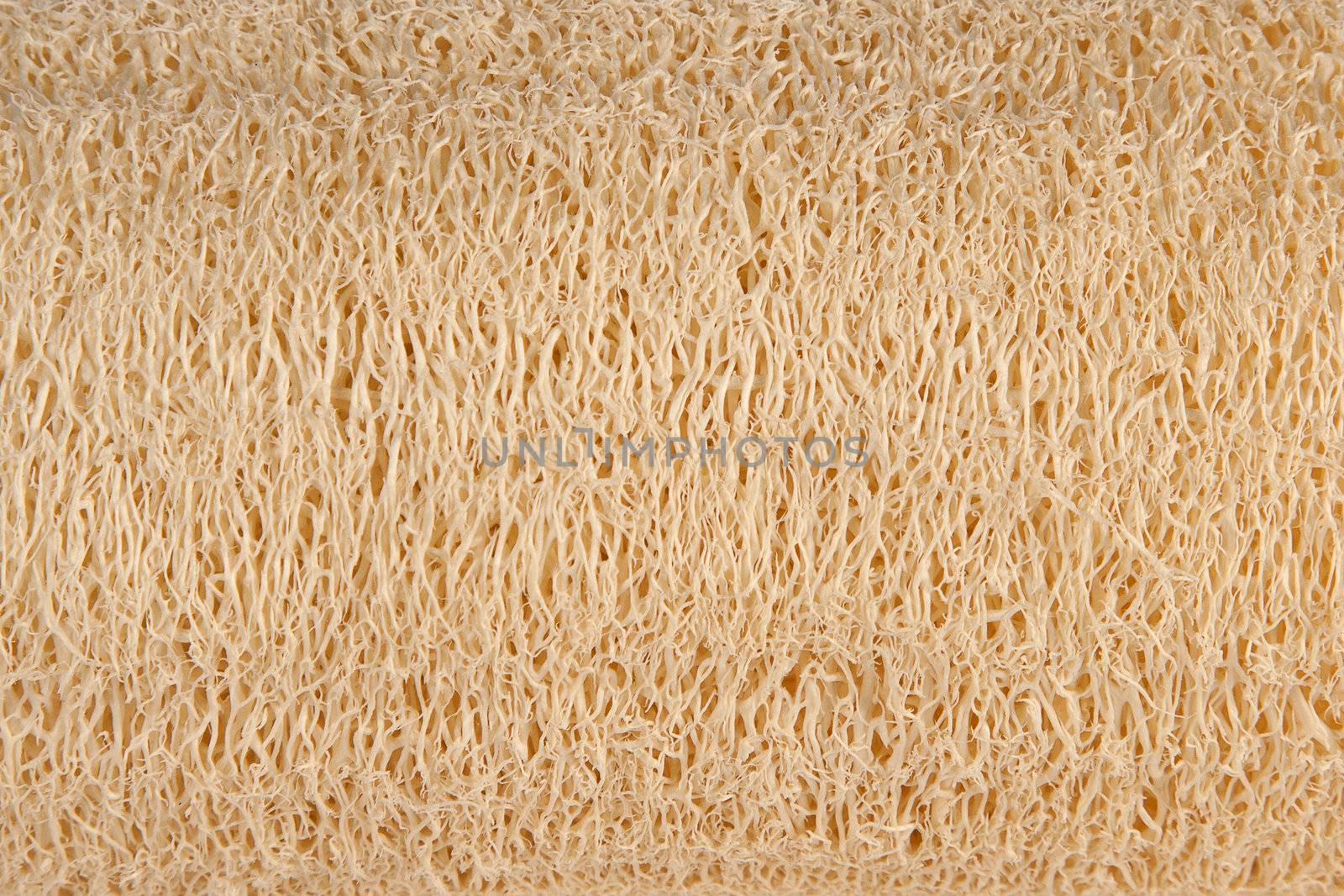 Natural luff sponge texture