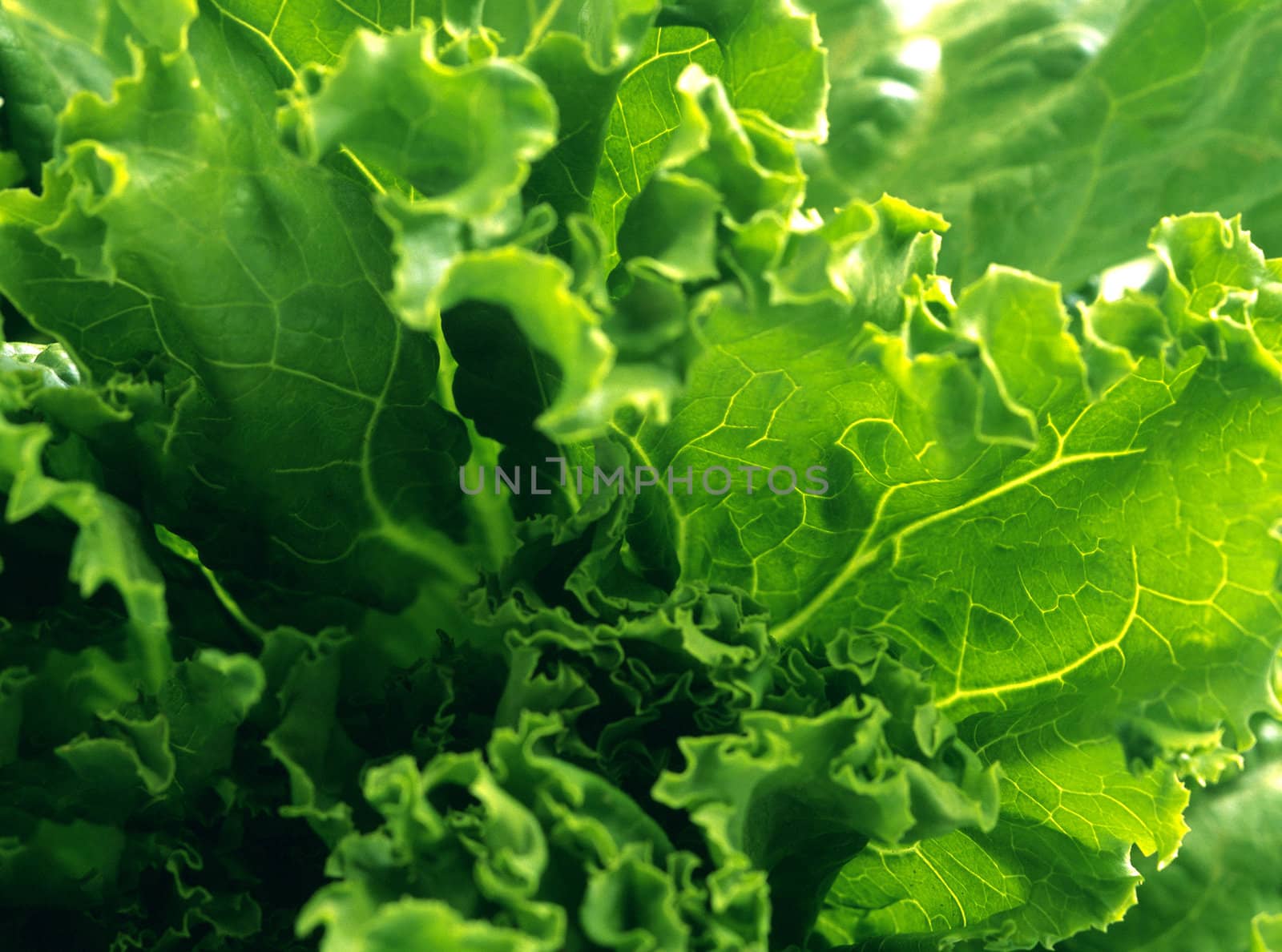 green lettuce