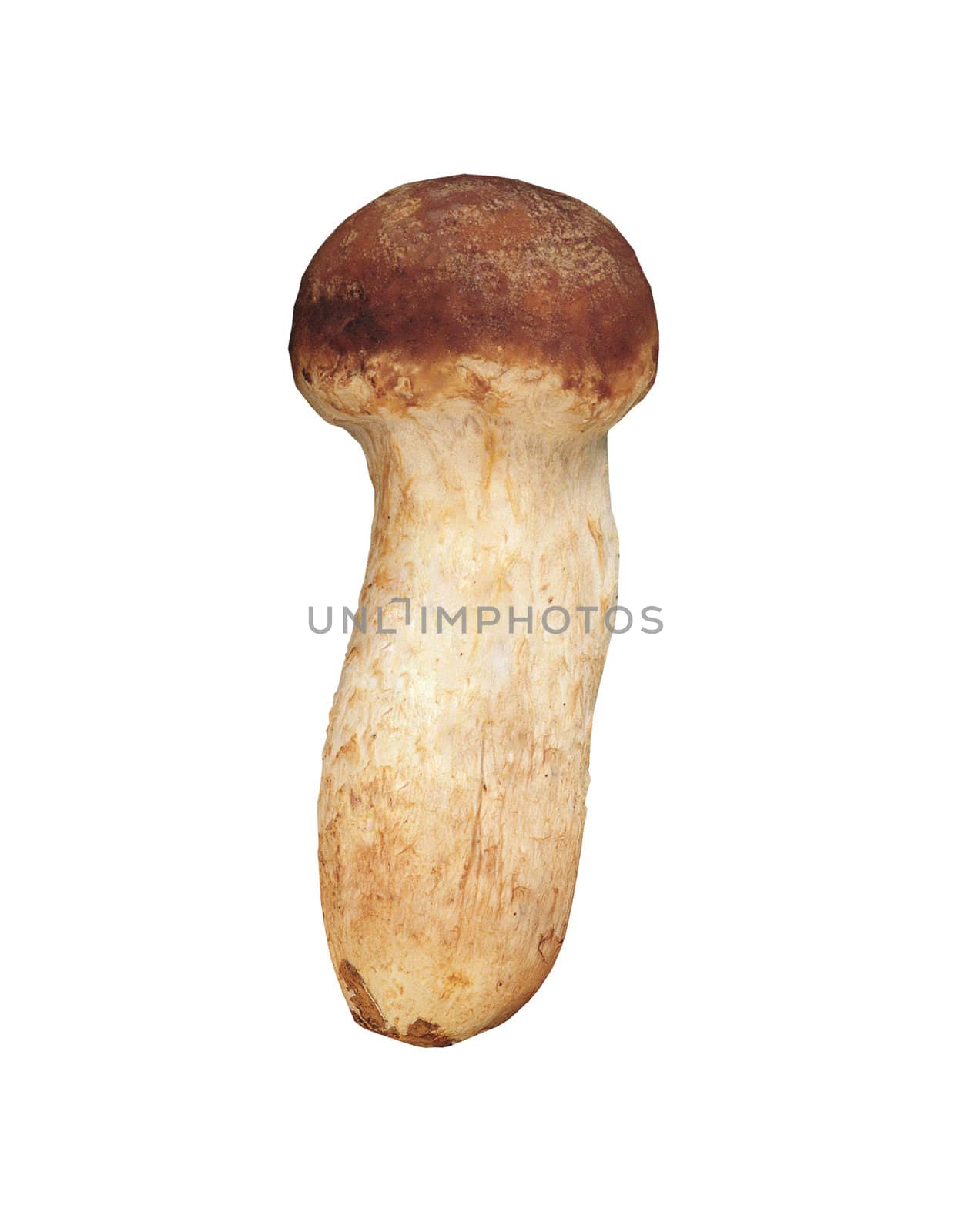boletus edulis isolated on white background