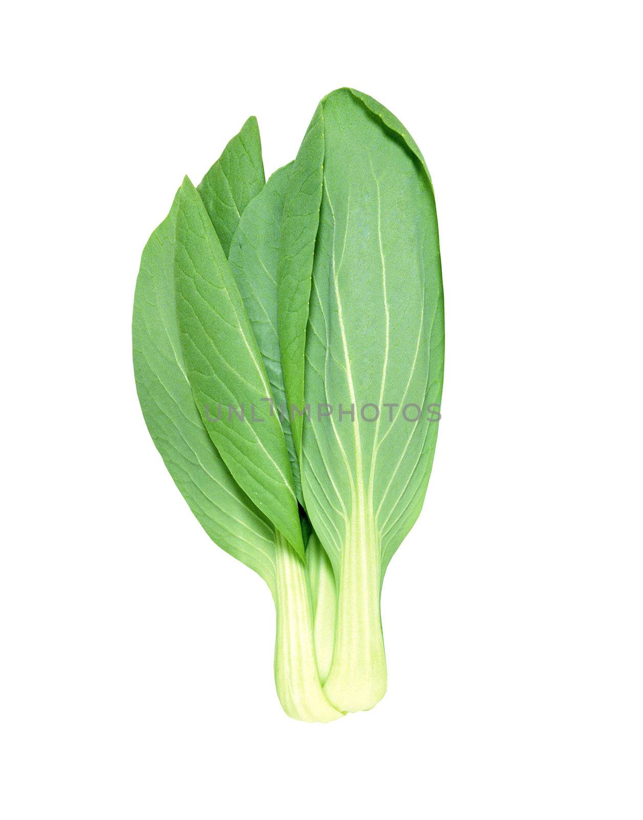 Lettuce isolated on white