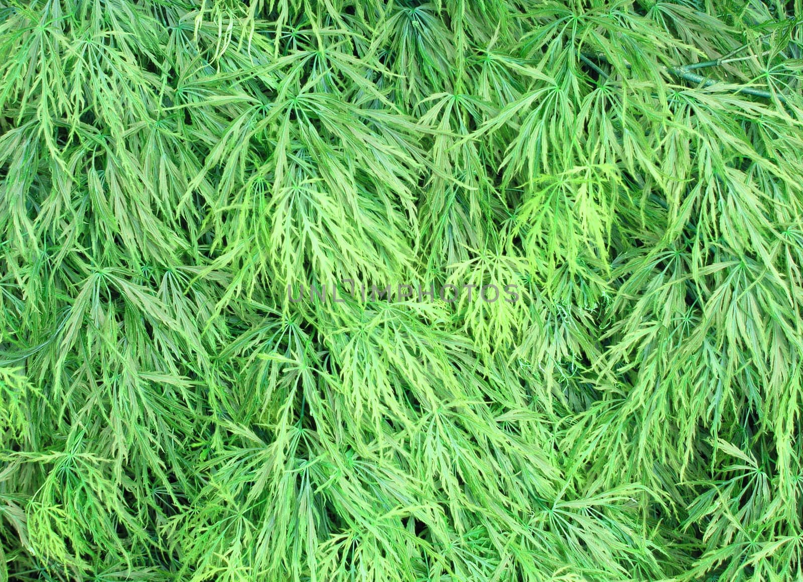 Soft green leaves texture