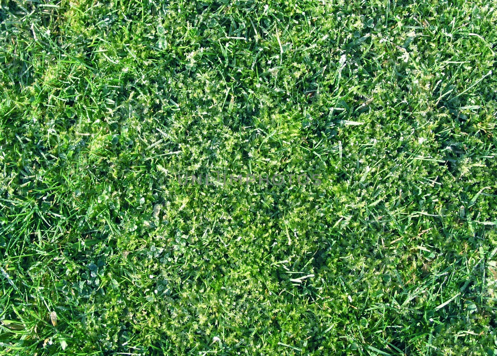 Grass closeup tecture