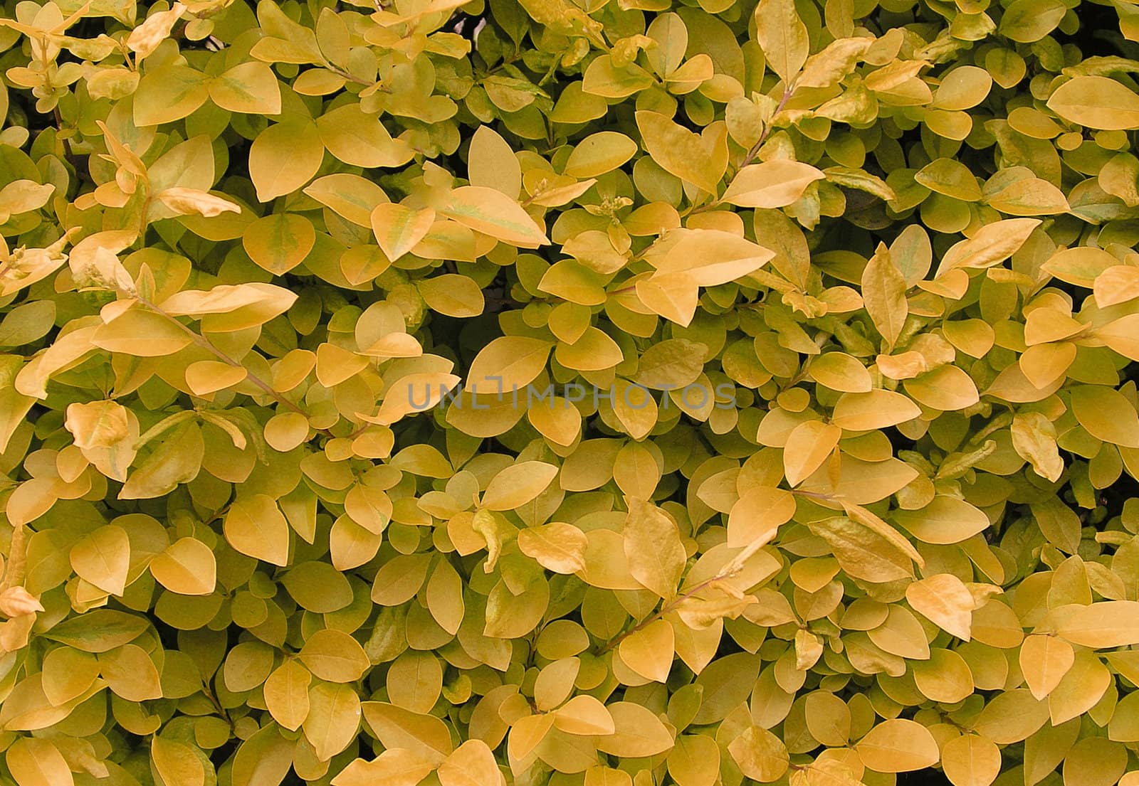 Yellow leaves