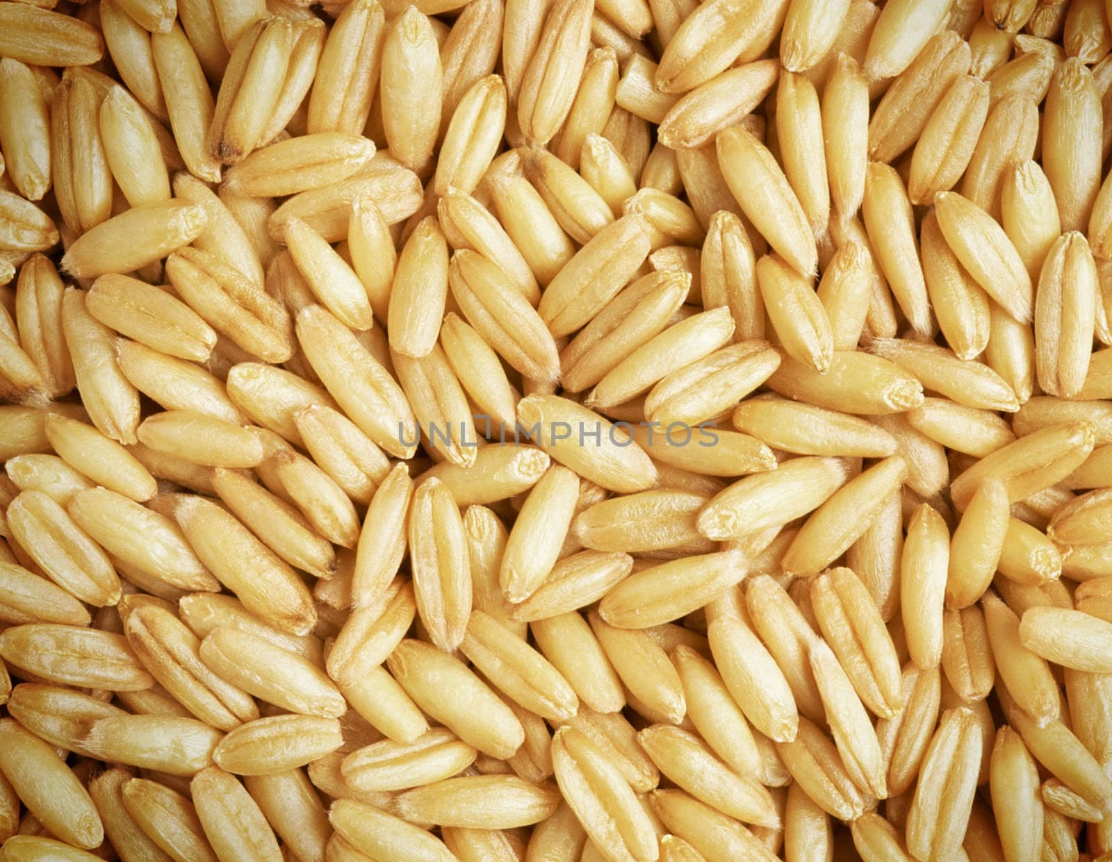 Whole wheat grains close up background