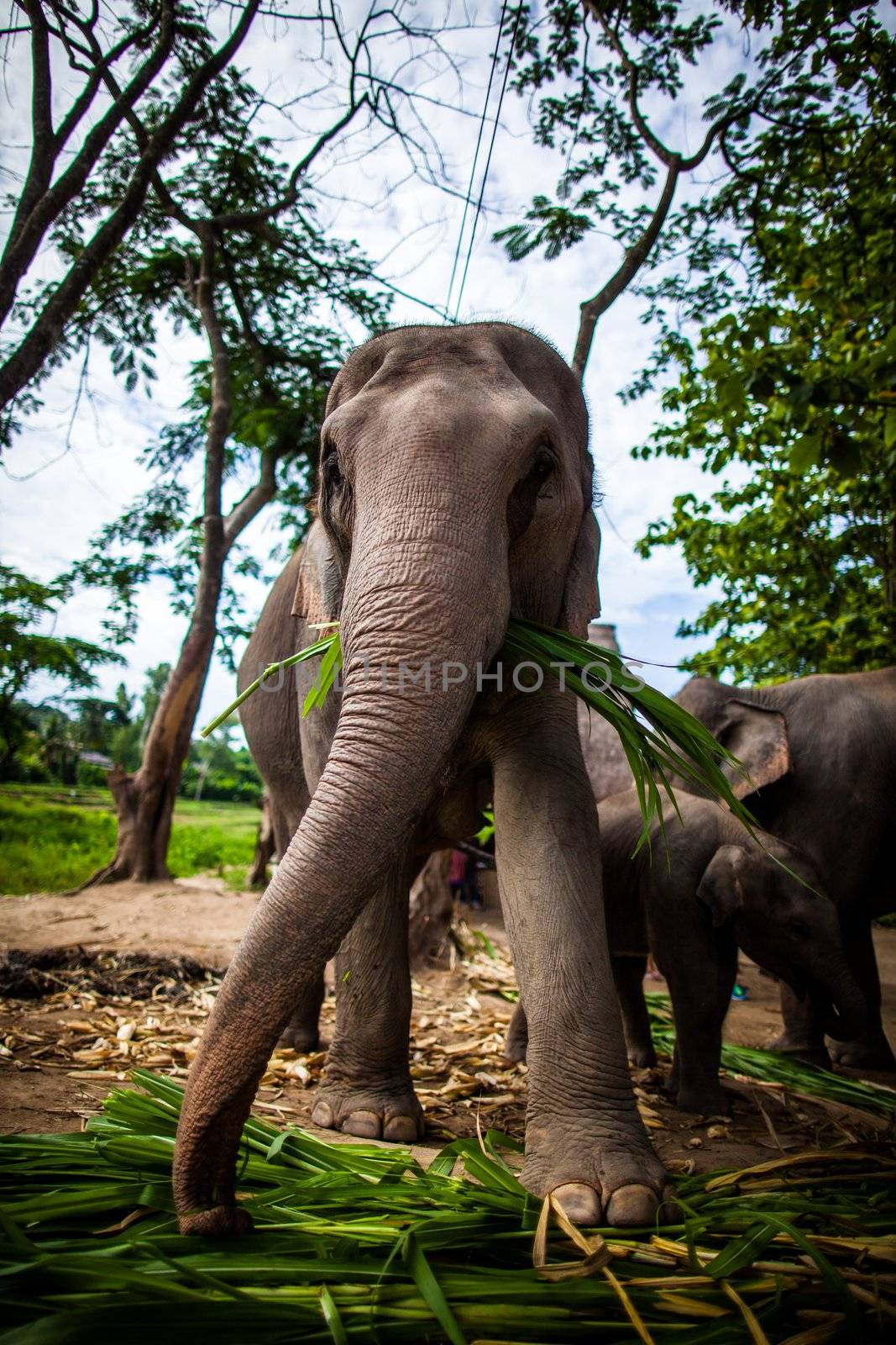 Mature female elephant with sugarcane in its mouth eating off the ground by hangingpixels