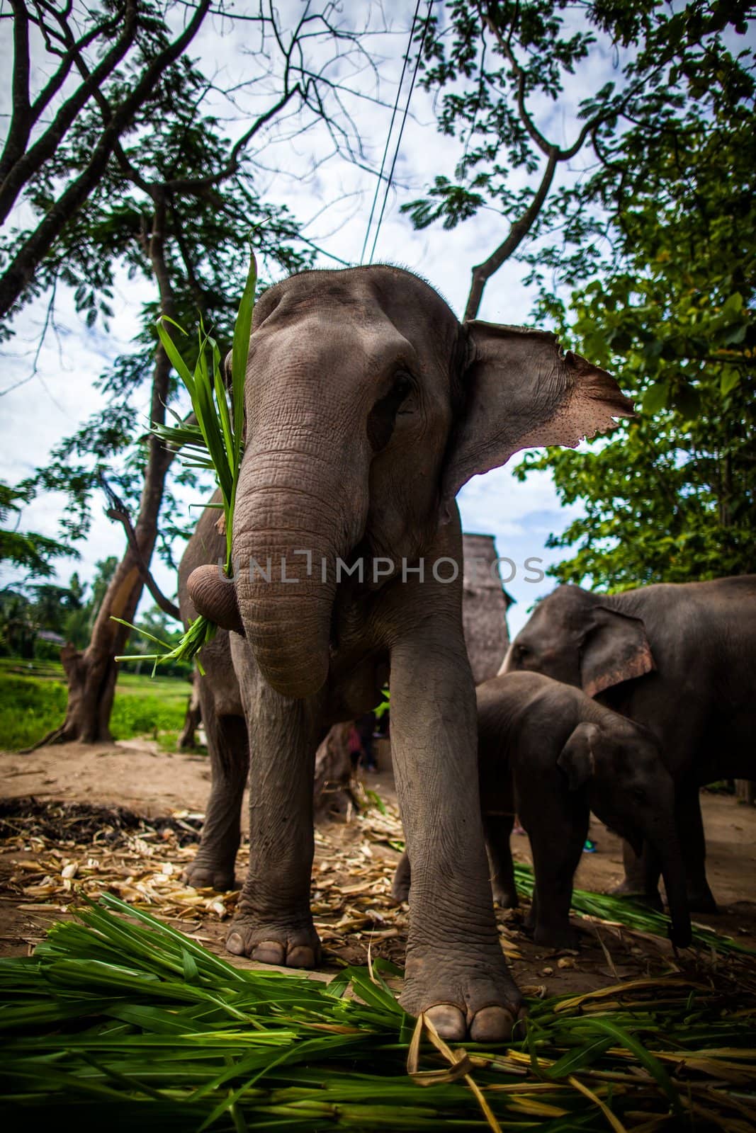 Mature female elephant with sugarcane in its mouth eating off the ground by hangingpixels