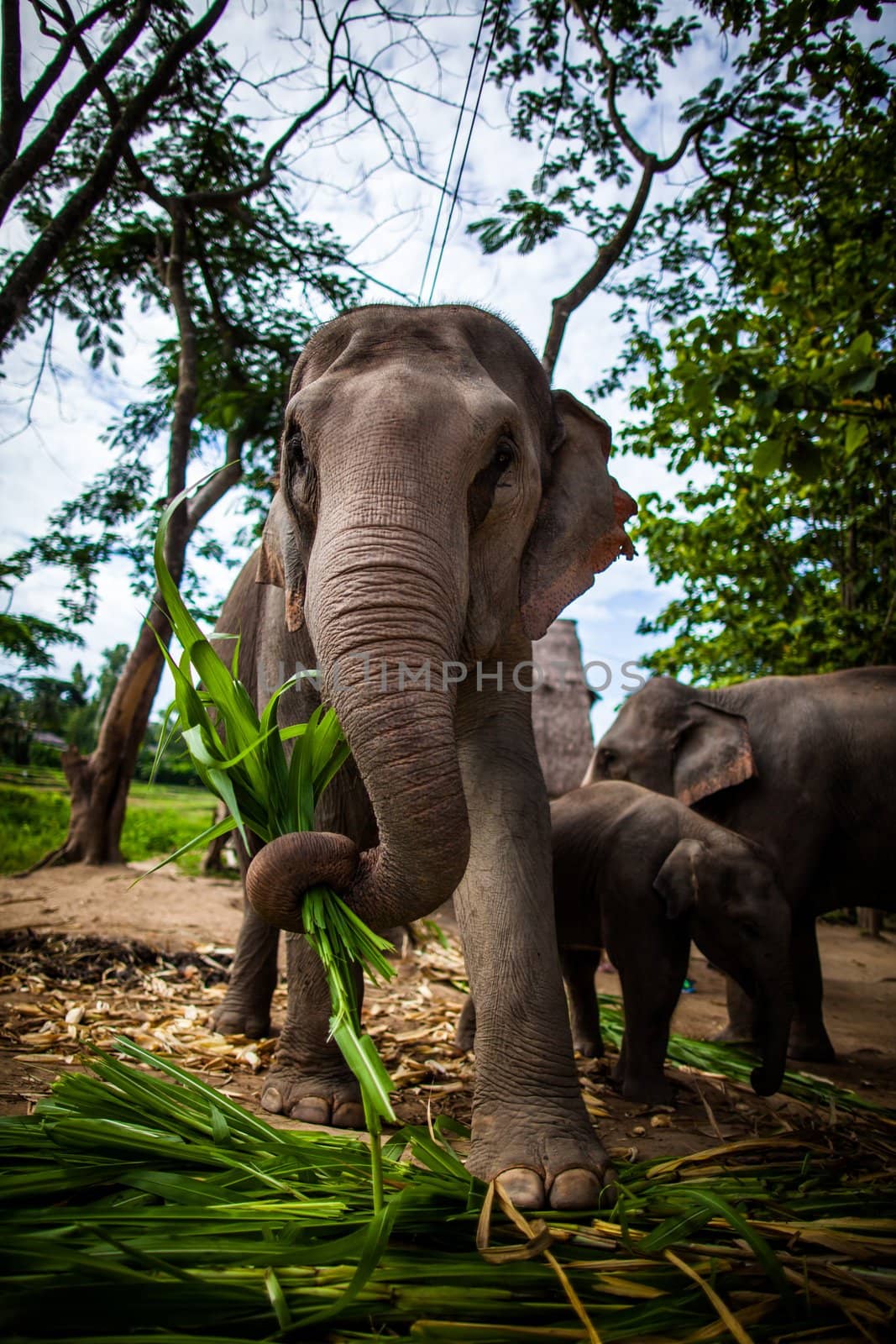 Mature female elephant with sugarcane in its mouth eating off the ground by hangingpixels