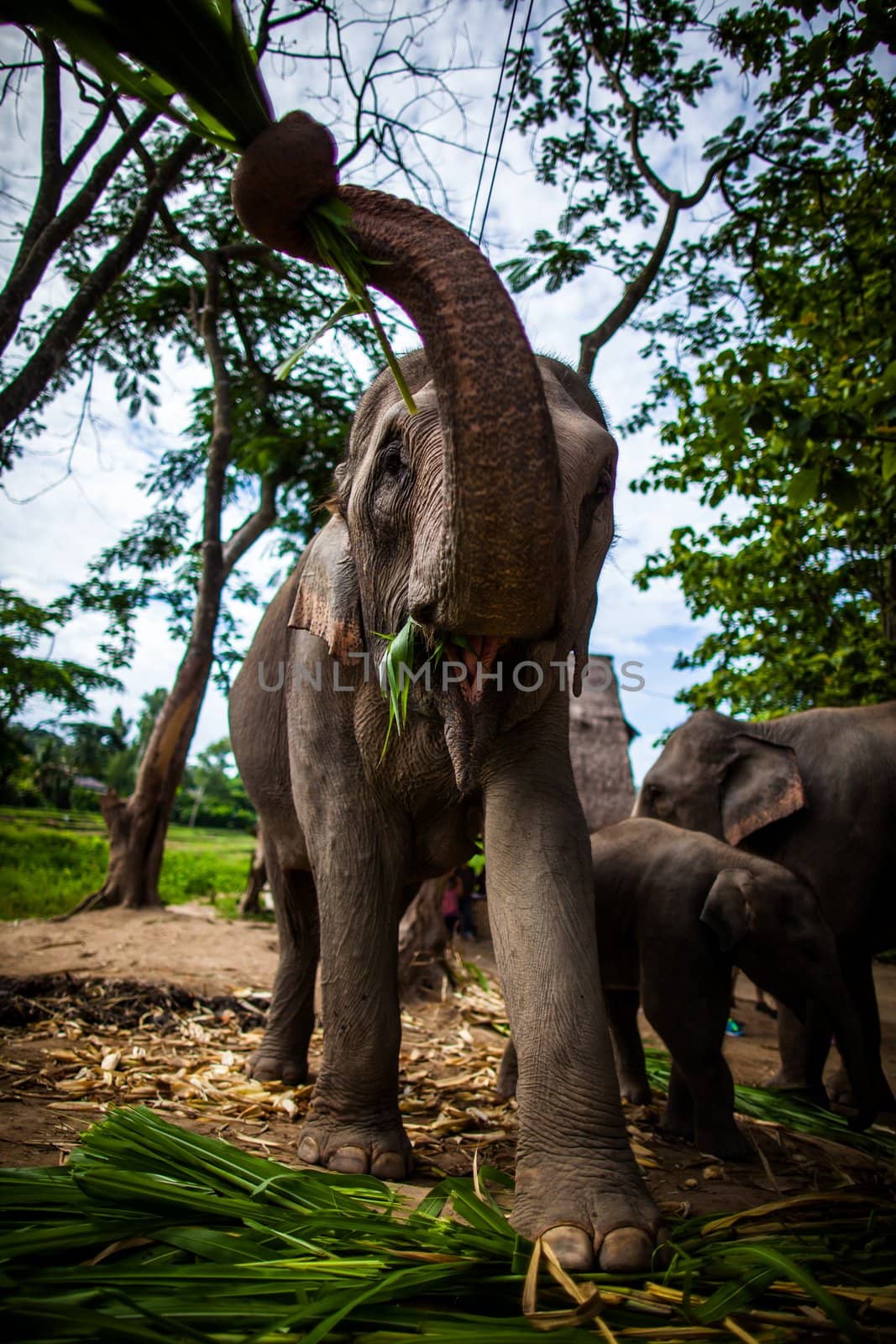 Mature female elephant with sugarcane in its mouth eating off the ground, trunk in the air. by hangingpixels
