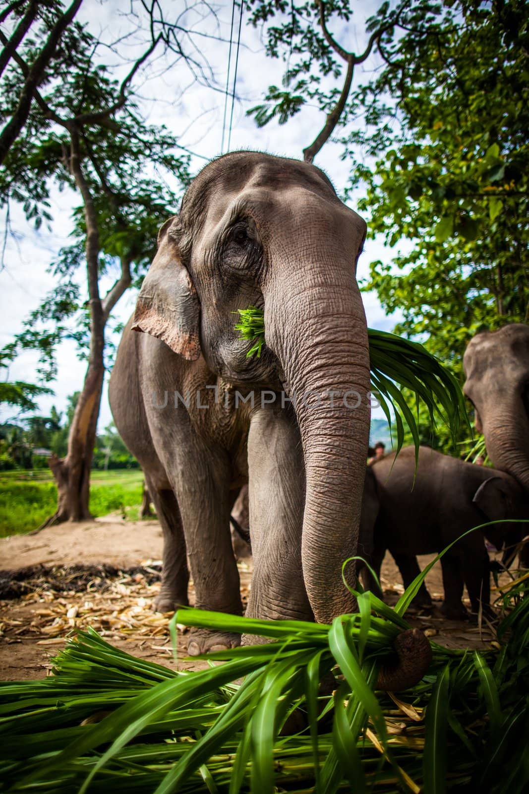 CHIANG MAI, THAILAND - June 16, 2012: Mature female elephant with sugarcane in its mouth eating off the ground. The Mahout Experience. Taking care of the elephant for a day in Chiang Mai, Thailand.