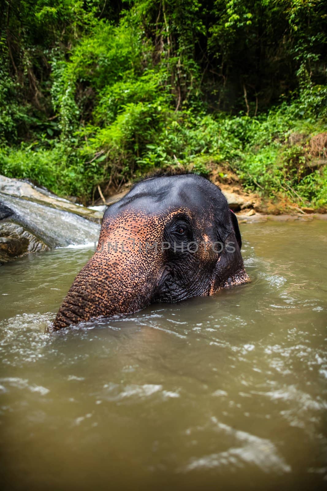 Elephant sits in the middle of the waterfall, river by hangingpixels