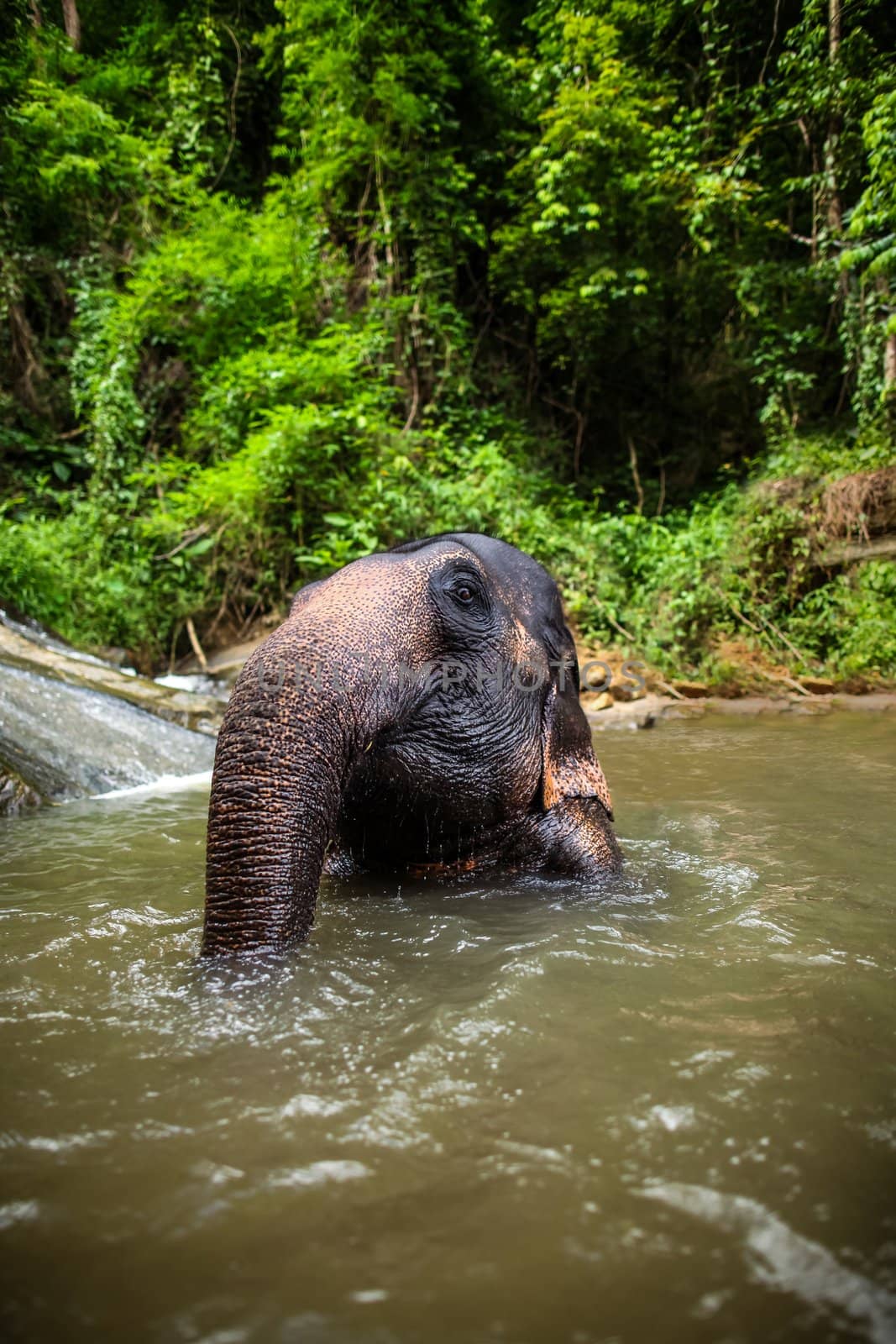 CHIANG MAI, THAILAND - June 14, 2012: Mature elephant sits in the middle of the waterfall, river with its head poking out. There are many conservation park in Chiang Mai.