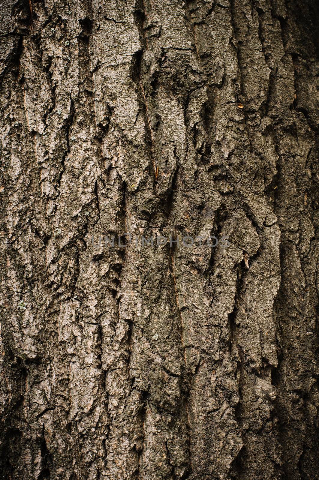 Bark of oak tree textured surface with small details