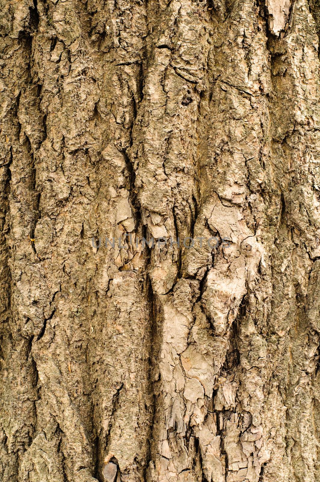 Bark of oak tree textured surface with small details