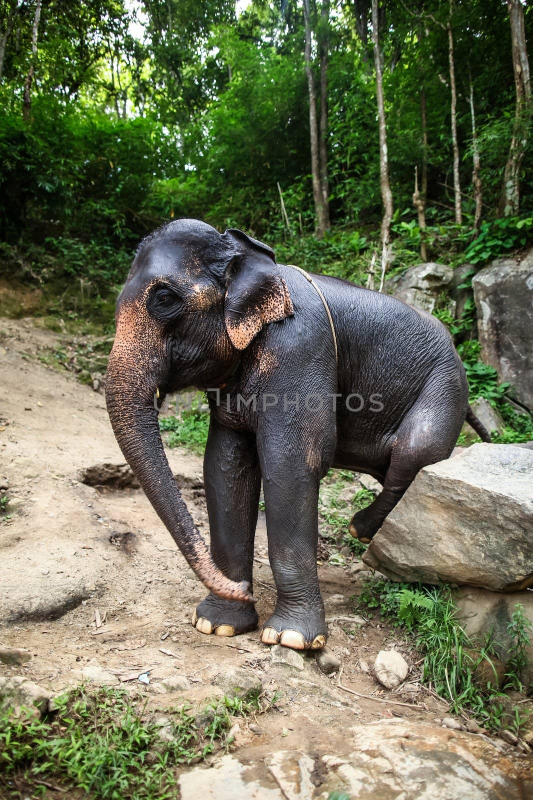 Mature female elephant sits on a rock, boulder scratches itself by hangingpixels